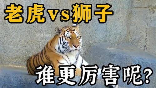 王老虎被爆料视频播放下载,播放下载量激增背后的真相揭秘 第3张 王老虎被爆料视频播放下载,播放下载量激增背后的真相揭秘 第3张